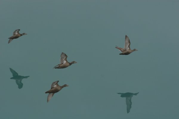 Jokuls&aacute;rl&oacute;n 