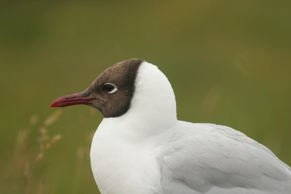 mouette rieuse,  