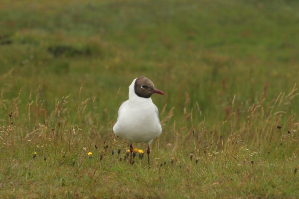 mouette rieuse,  