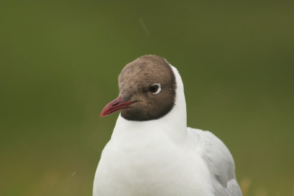 mouette rieuse,  