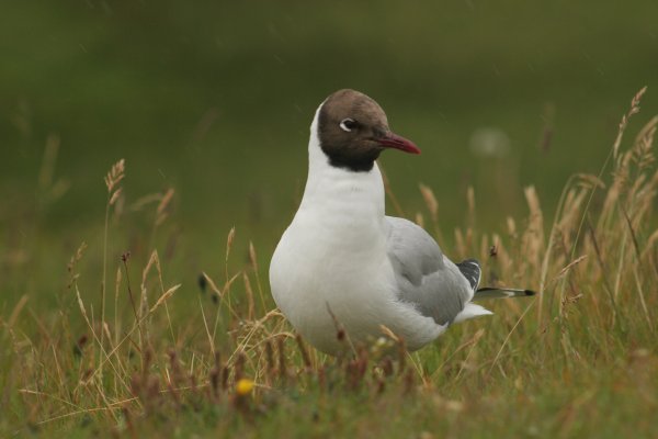 mouette rieuse,  