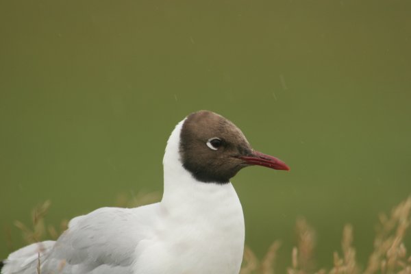 mouette rieuse,  
