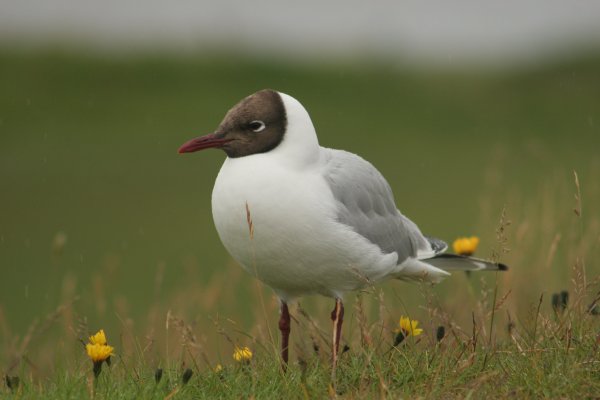 mouette rieuse,  