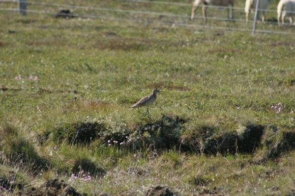 Courlis corlieu, Sp&oacute;i, Numenius phaeopus, Lille regnspove 