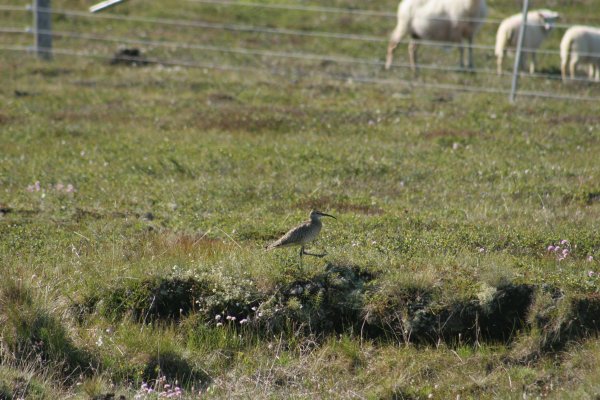 Courlis corlieu, Sp&oacute;i, Numenius phaeopus, Lille regnspove 