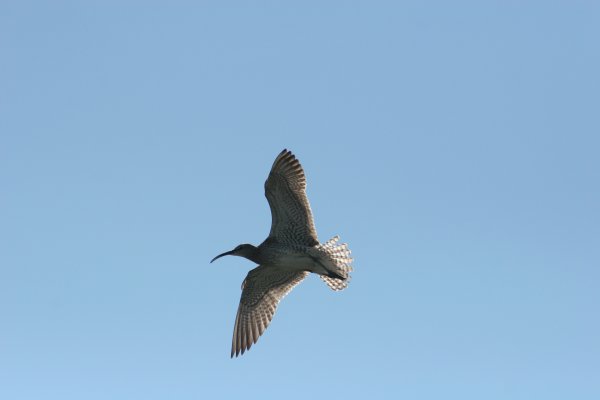 Courlis corlieu, Sp&oacute;i, Numenius phaeopus, Lille regnspove 