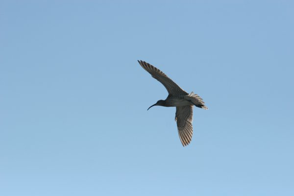 Courlis corlieu, Sp&oacute;i, Numenius phaeopus, Lille regnspove 