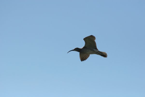 Courlis corlieu, Sp&oacute;i, Numenius phaeopus, Lille regnspove 