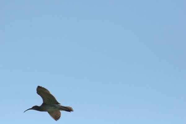 Courlis corlieu, Sp&oacute;i, Numenius phaeopus, Lille regnspove 