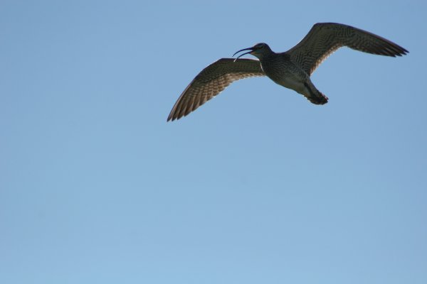 Courlis corlieu, Sp&oacute;i, Numenius phaeopus, Lille regnspove 
