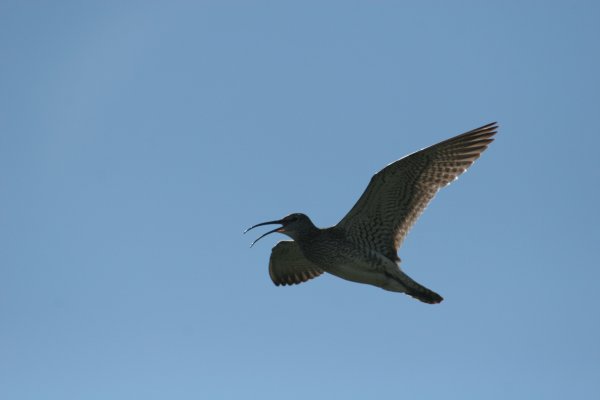 Courlis corlieu, Sp&oacute;i, Numenius phaeopus, Lille regnspove 