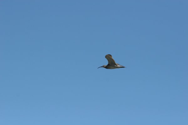 Courlis corlieu, Sp&oacute;i, Numenius phaeopus, Lille regnspove 