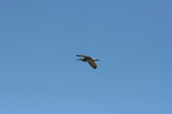 Courlis corlieu, Sp&oacute;i, Numenius phaeopus, Lille regnspove 