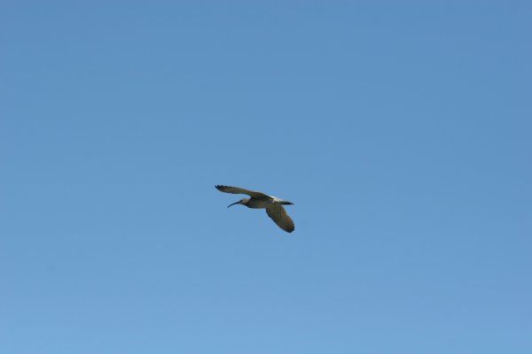 Courlis corlieu, Sp&oacute;i, Numenius phaeopus, Lille regnspove 