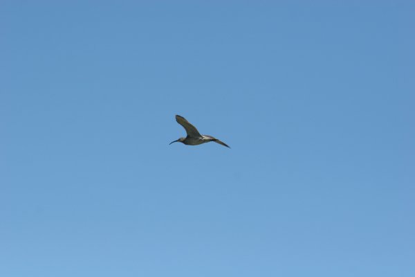 Courlis corlieu, Sp&oacute;i, Numenius phaeopus, Lille regnspove 