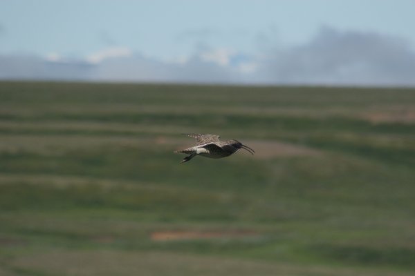Courlis corlieu, Sp&oacute;i, Numenius phaeopus, Lille regnspove 