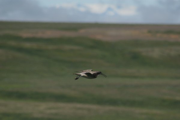 Courlis corlieu, Sp&oacute;i, Numenius phaeopus, Lille regnspove 