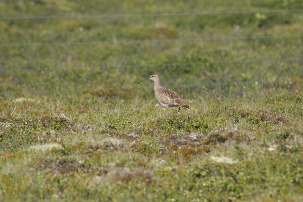 Courlis corlieu, Sp&oacute;i, Numenius phaeopus, Lille regnspove 
