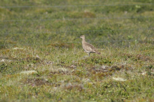 Courlis corlieu, Sp&oacute;i, Numenius phaeopus, Lille regnspove 