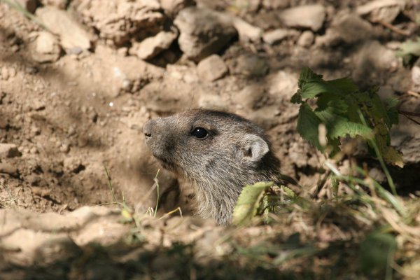Marmottes 