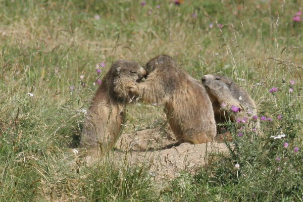 Marmottes 