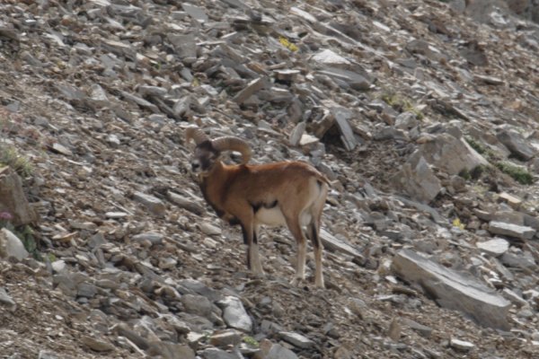 Mouflons 