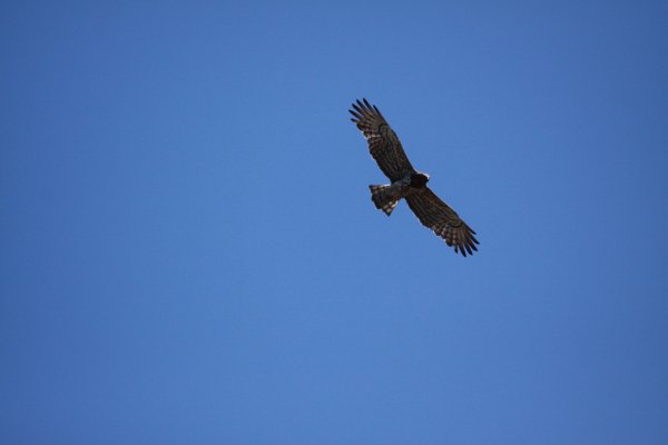 Circaete Jean le blanc - Camargue 2010 