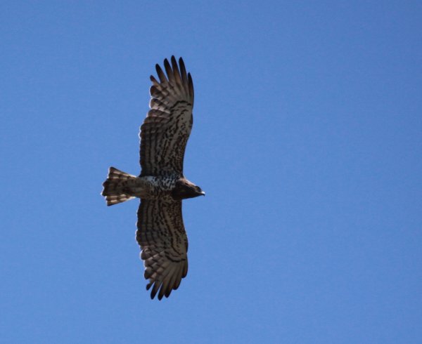 Circaete Jean le blanc - Camargue 2010 