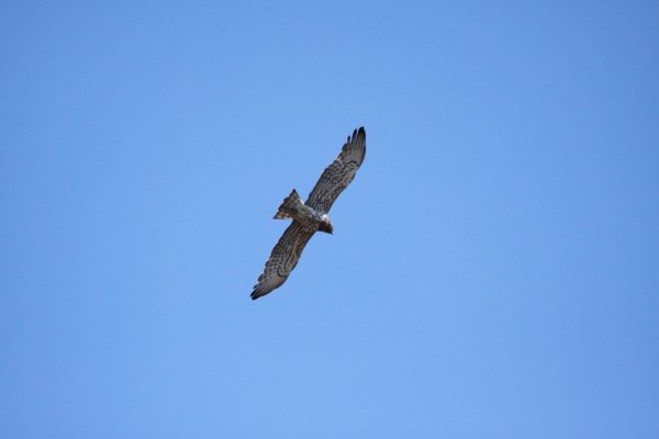 Circaete Jean le blanc - Camargue 2010 