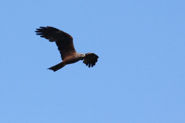 Milan noir - Camargue 2010 