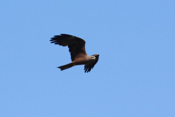 Milan noir - Camargue 2010 