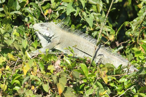 Iguane - green iguan 