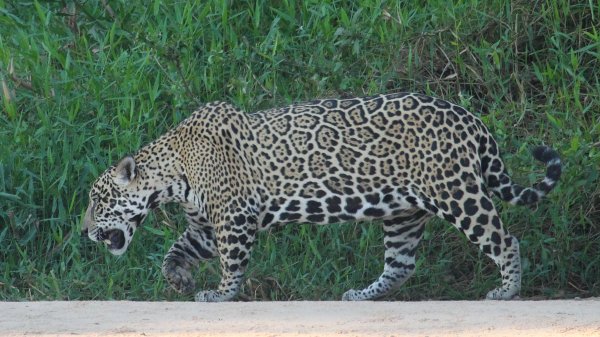 Jaguar 