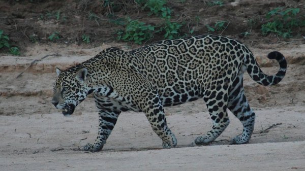 Jaguar 