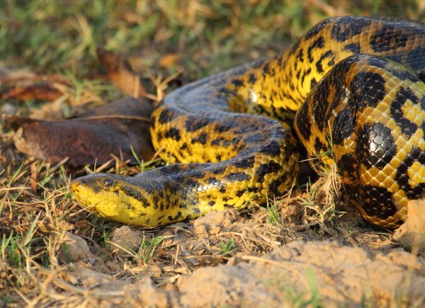 Anaconda au lever du jour 