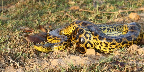 Anaconda au lever du jour 