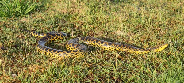Anaconda au lever du jour 