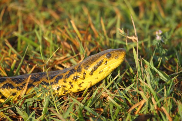 Anaconda au lever du jour 