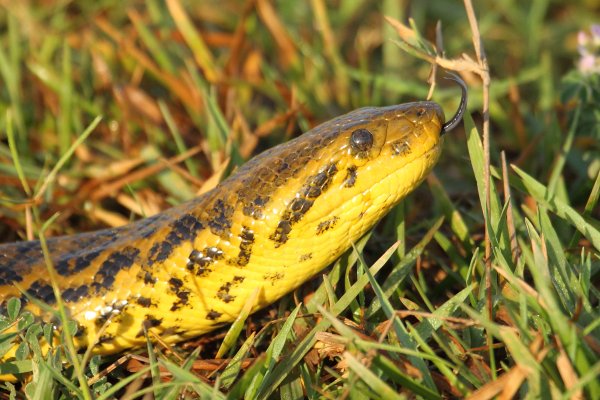 Anaconda au lever du jour 