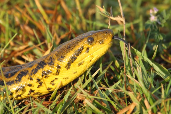 Anaconda au lever du jour 