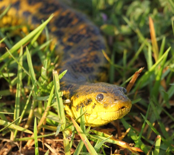 Anaconda au lever du jour 