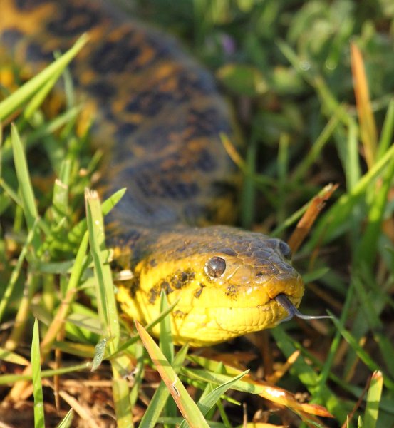 Anaconda au lever du jour 