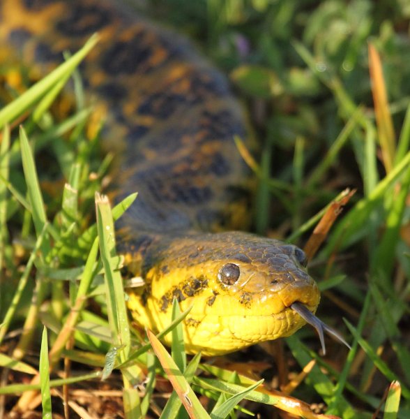 Anaconda au lever du jour 