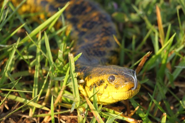 Anaconda au lever du jour 