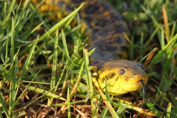 Anaconda au lever du jour 