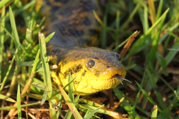 Anaconda au lever du jour 
