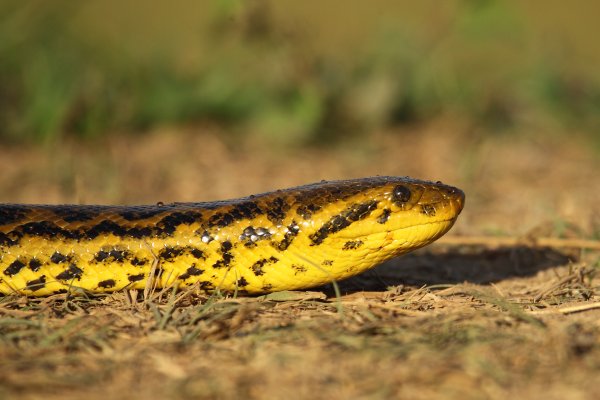 Anaconda au lever du jour 