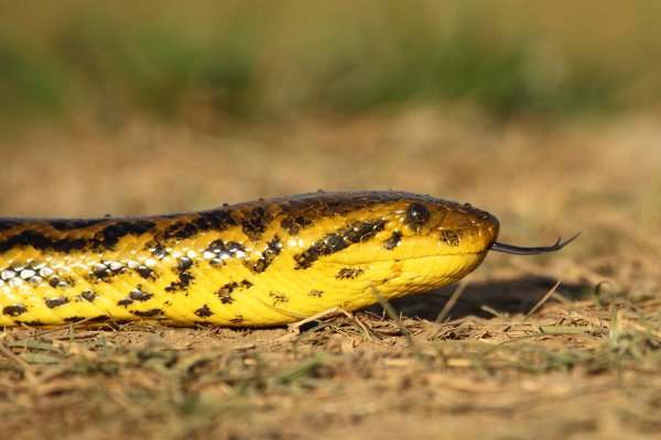 Anaconda au lever du jour 