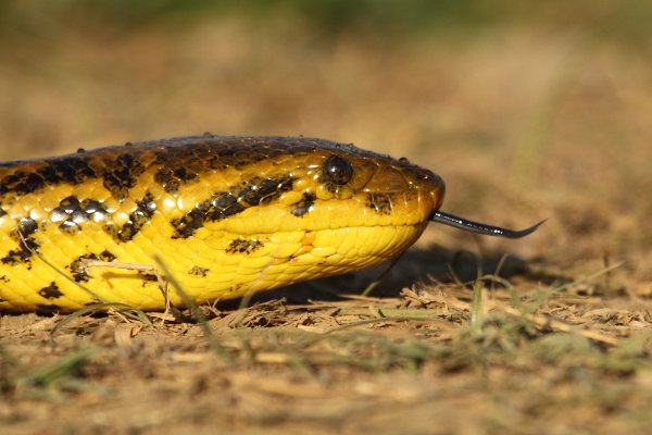 Anaconda au lever du jour 