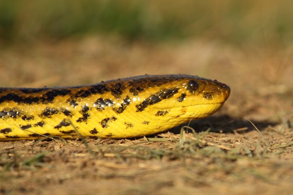 Anaconda au lever du jour 